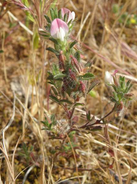 Sicilia : Ononis reclinata / Ononide reclinata